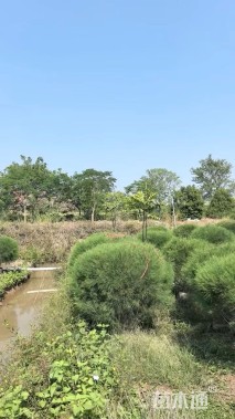 高度120厘米千头木麻黄