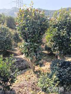 高度250厘米茶花