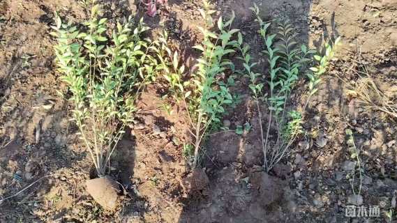 高度600厘米金叶女贞