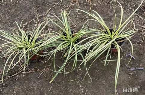 金叶苔草