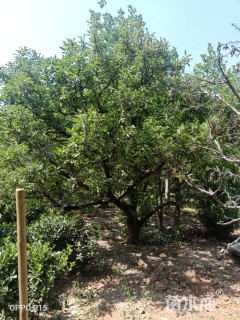 25公分苹果树
