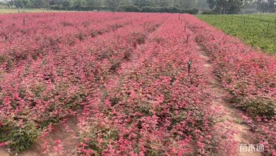 17公分美国红枫