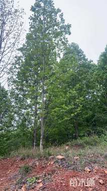 12公分北美鹅掌楸