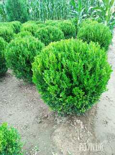冠幅100厘米小叶黄杨球