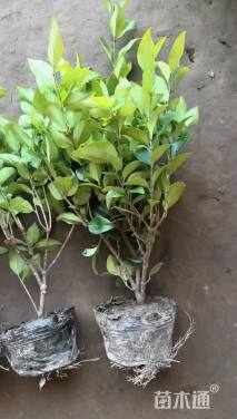 高度40厘米金森女贞小苗