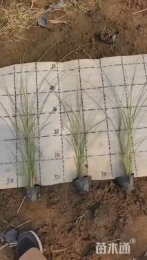 高度40厘米晨光芒