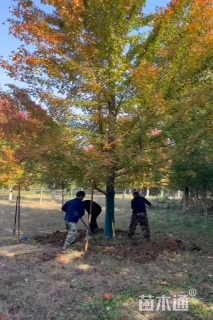 20公分美国红枫-红冠