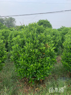 高度80厘米非洲茉莉球