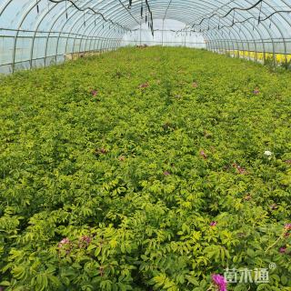 高度60厘米红刺玫