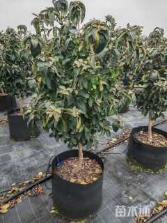 高度100厘米中华木绣球