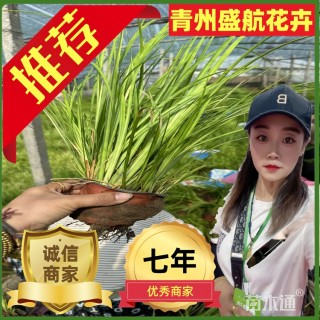 高度25厘米金叶石菖蒲