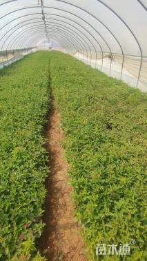 冠幅10厘米五色梅