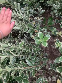 高度40厘米金边黄杨