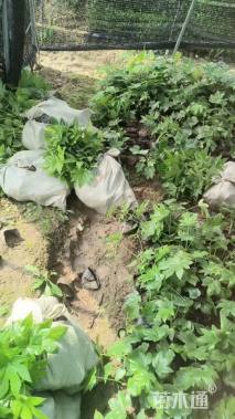 高度30厘米八角金盘