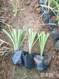 高度15厘米金边麦冬