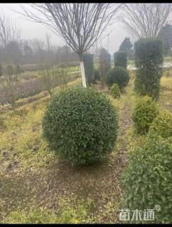 冠幅150厘米金禾女贞球