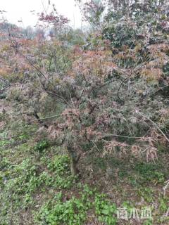 高度250厘米羽毛枫