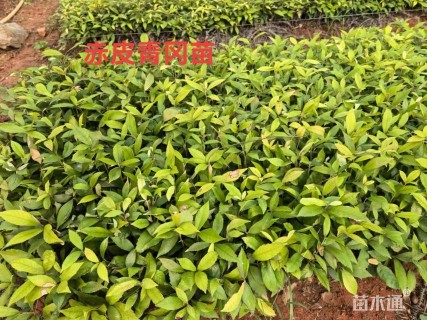 高度50厘米赤皮青冈