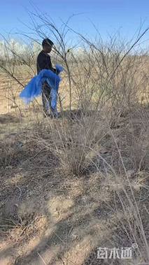 高度120厘米小叶紫珠