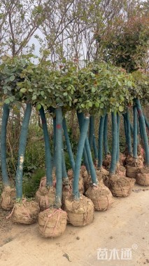 高度130厘米高杆月季