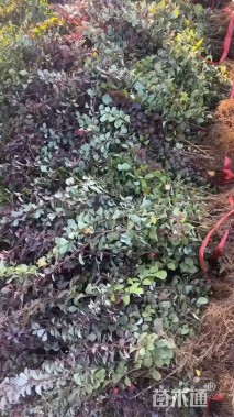 高度40厘米红叶小檗