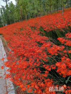 高度46厘米火星花