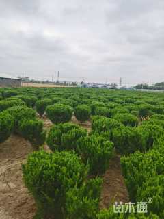 冠幅80厘米龙柏球