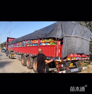 高度30厘米云南黄馨