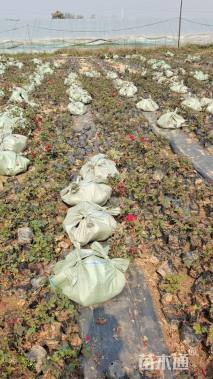 高度40厘米月季