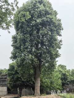 80公分香樟