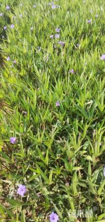 高度30厘米翠芦莉