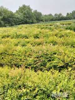 高度25厘米南天竹