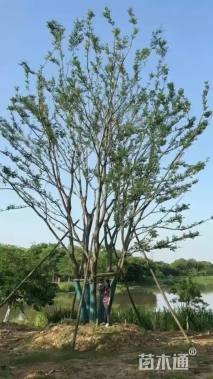 30公分丛生朴树