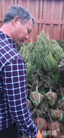 高度180厘米河南桧