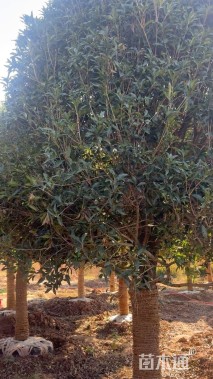 冠幅300厘米桂花球