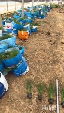 高度40厘米粉黛乱子草