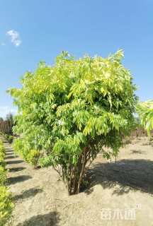 高度200厘米金叶接骨木