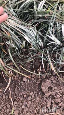 高度15厘米银边麦冬