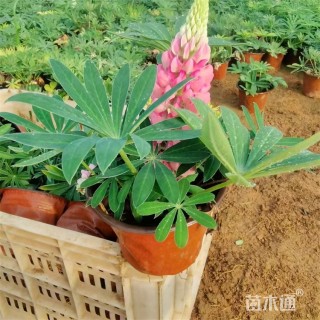 高度40厘米羽扇豆