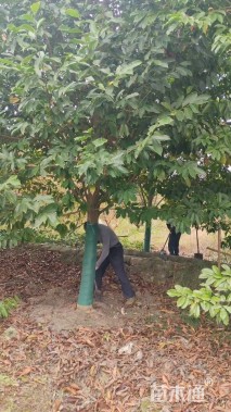 20公分乐昌含笑