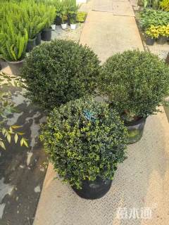 冠幅80厘米龟甲冬青球