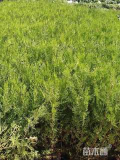 高度60厘米侧柏