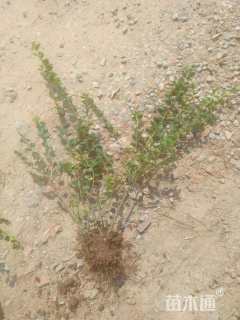 高度50厘米平枝栒子