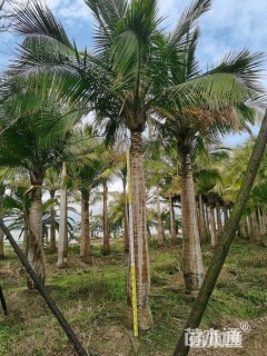 裸干高250厘米国王椰子