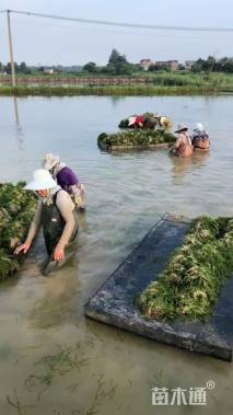 高度33厘米水生鸢尾