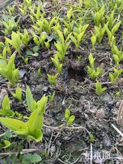 高度15厘米玉簪