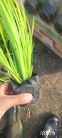 高度30厘米金叶石菖蒲
