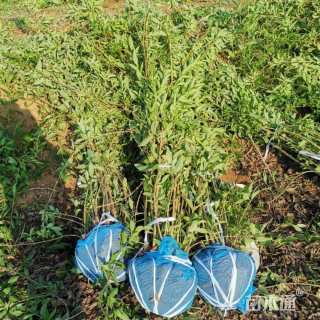 高度150厘米连翘