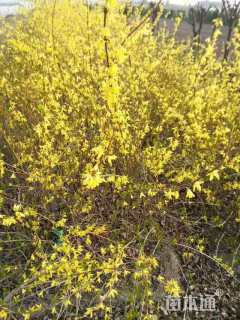 高度80厘米金钟花