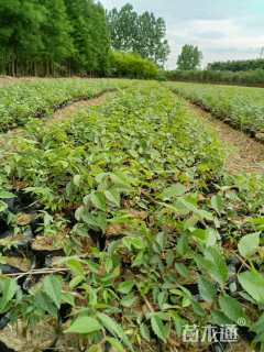 高度100厘米榉树小苗